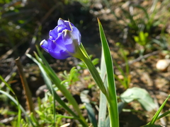 Aristea pusilla