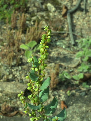 Muehlenbeckia rhyticarya