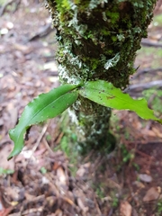 Rhinerrhiza divitiflora