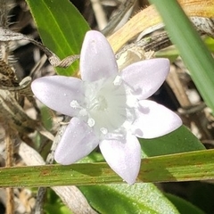 Richardia grandiflora