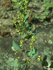 Muehlenbeckia rhyticarya