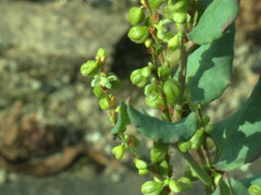 Muehlenbeckia rhyticarya