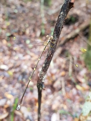 Episynlestes albicaudus