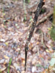 Episynlestes albicaudus