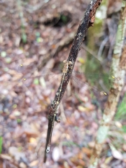 Episynlestes albicaudus