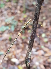 Episynlestes albicaudus