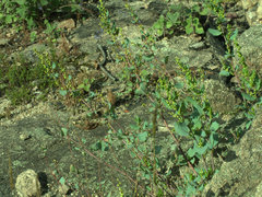 Muehlenbeckia rhyticarya