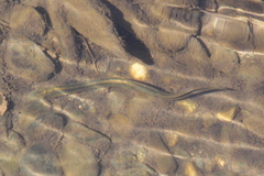 Lampetra richardsoni