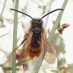 Dasyscolia ciliata