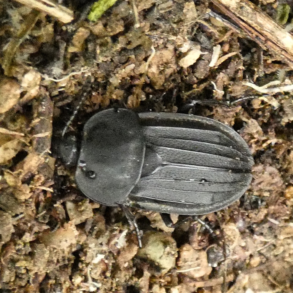 Silpha puncticollis