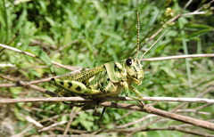 Diponthus argentinus