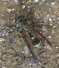 Mischocyttarus pallidipectus