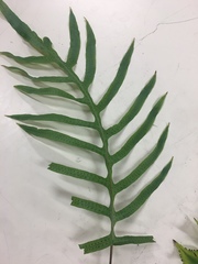 Phlebodium decumanum