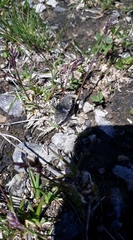 Metaxmeste phrygialis