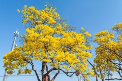 Roseodendron donnell-smithii