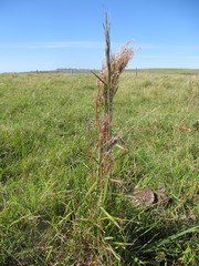 Schizachyrium microstachyum