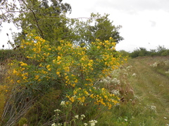 Senna corymbosa