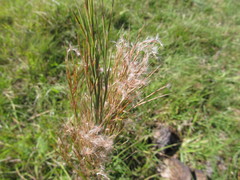 Schizachyrium microstachyum