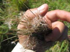Schizachyrium microstachyum