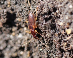 Cymindis limbata