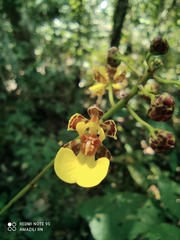 Trichocentrum ascendens