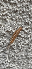 Agriphila selasella