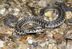 Godman's Garter Snake photo 1
