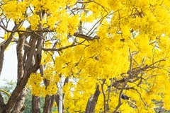 Roseodendron donnell-smithii
