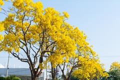 Roseodendron donnell-smithii