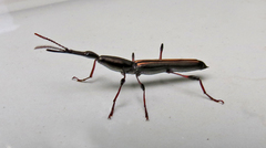 Ithystenus hollandiae