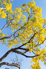 Roseodendron donnell-smithii