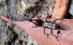 Ectocemus decemmaculatus