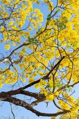Roseodendron donnell-smithii