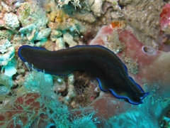 Pseudoceros caeruleocinctus