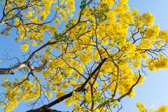 Roseodendron donnell-smithii