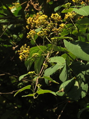 Stigmaphyllon bogotense