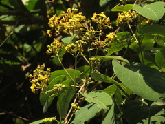 Stigmaphyllon bogotense