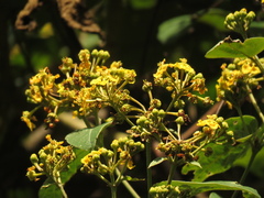 Stigmaphyllon bogotense