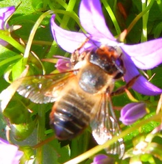 Megachile versicolor