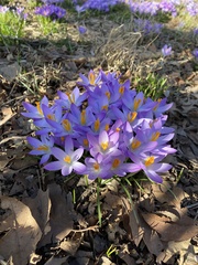 Crocus