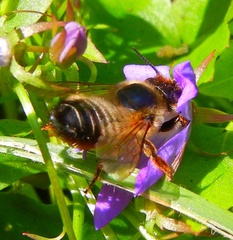 Megachile versicolor
