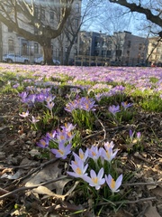 Crocus