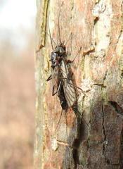 Allocapnia granulata