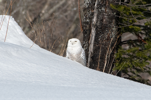 Snowy Owl photographed in Vermont