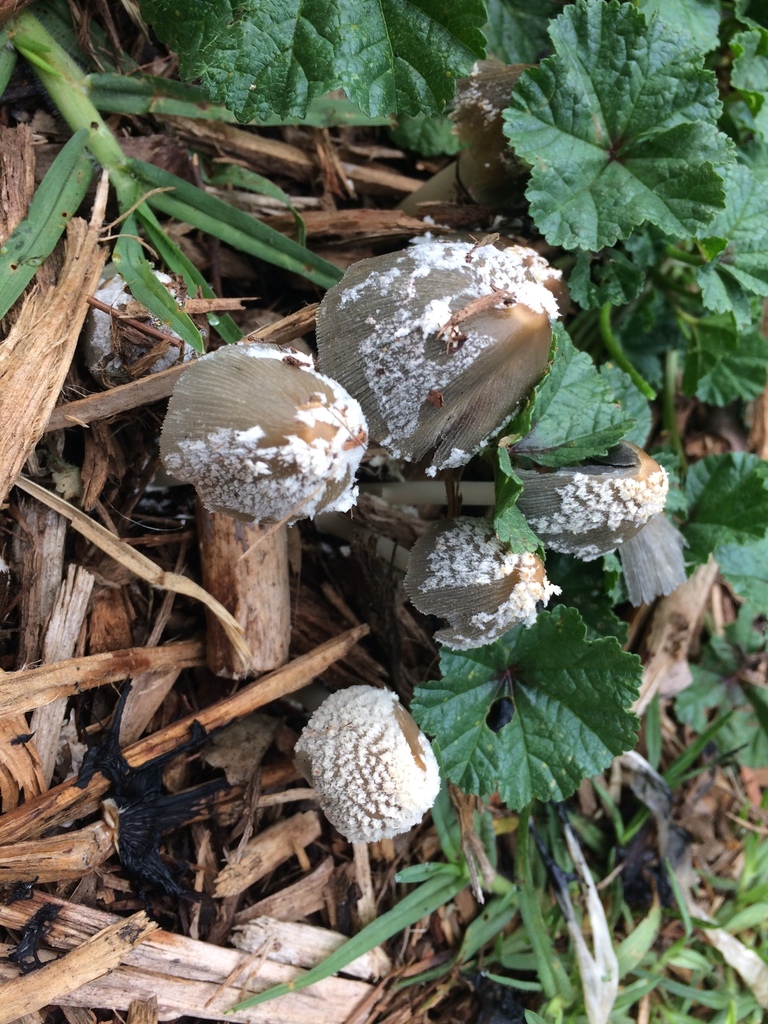 flocculose inkcap (Coprinellus flocculosus)