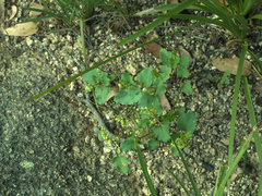 Muehlenbeckia rhyticarya