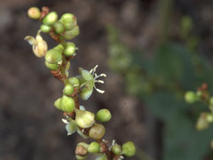 Muehlenbeckia rhyticarya