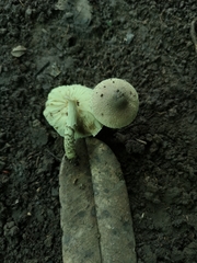 Lepiota elaiophylla