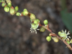 Muehlenbeckia rhyticarya