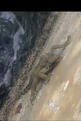 Iguana iguana